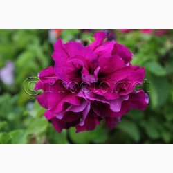 Petunia, blanding, Double Cascade (min. 20 fr)