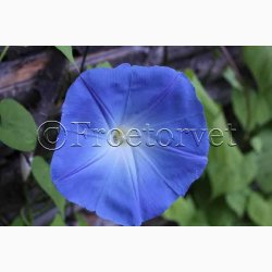 Fr, Ipomoea Tricolor Heavenly blue (v)- Pragtsnerle (ca. 50 fr)