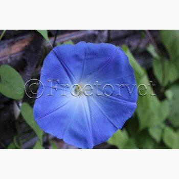 Fr, Ipomoea Tricolor Heavenly blue (v)- Pragtsnerle (ca. 50 fr)