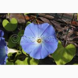 Fr, Ipomoea Tricolor Heavenly blue (v)- Pragtsnerle (ca. 50 fr)