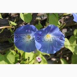 Fr, Ipomoea Tricolor Heavenly blue (v)- Pragtsnerle (ca. 50 fr)
