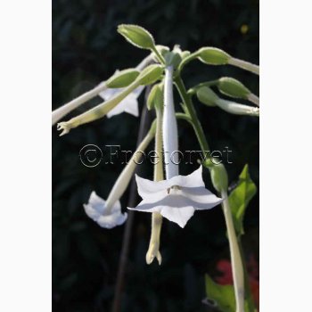 Nicotiana sylvestris -Narcistobak (ca. 300 fr)
