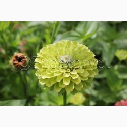 Blomsterfr Frkenhat, blan. Queeny Red and Lime (min. 10 fr)