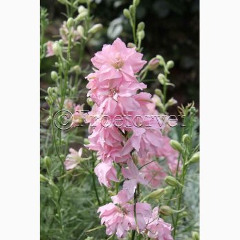 Blomsterfr Ridderspore rosa, sommer (min. 50 fr)