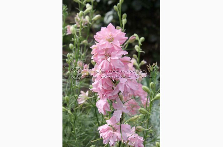 Blomsterfr Ridderspore rosa, sommer (min.50 fr)