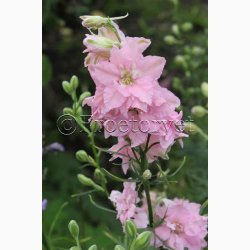 Blomsterfr Ridderspore rosa, sommer (min. 50 fr)
