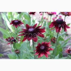 Rudbeckia hirta Cherry Brandy - Hret solhat (min. 60 fr)