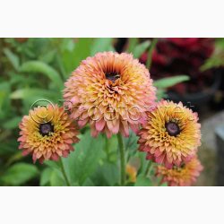 Blomsterfr, Solhat, Hret-, blanding, Sahara Mix (min.10 fr)