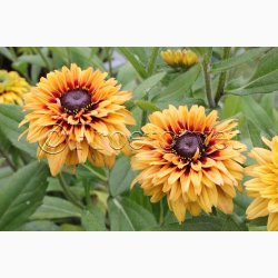 Blomsterfr, Solhat, Hret-, blanding, Sahara Mix (min.10 fr)