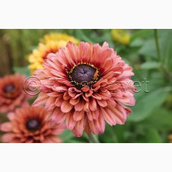 Blomsterfr, Solhat, Hret-, blanding, Sahara Mix (min.10 fr)