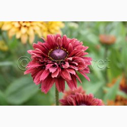 Blomsterfr, Solhat, Hret-, blanding, Sahara Mix (min.10 fr)