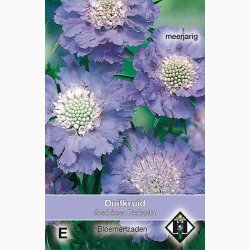 Scabiosa caucasica perfecta -Skabiosa (ca. 50 fr)