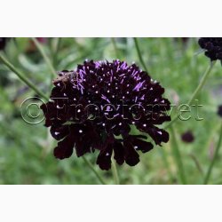 Fr, Scabiosa atropurpurea Black Purple- Enkeblomst (30 fr)