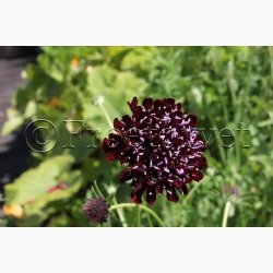 Fr, Scabiosa atropurpurea Black Purple- Enkeblomst (30 fr)