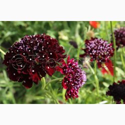 Fr, Scabiosa atropurpurea Black Purple- Enkeblomst (30 fr)