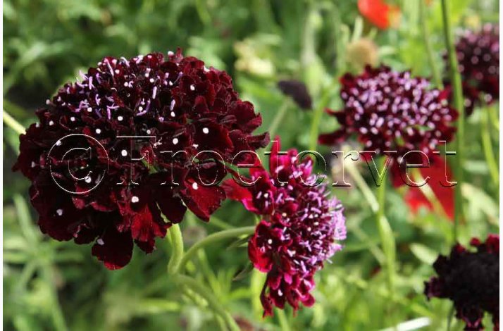 Fr, Scabiosa atropurpurea Black Purple- Enkeblomst (30 fr)