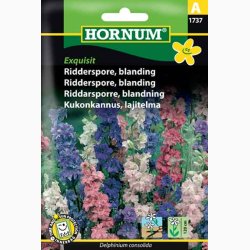 Ridderspore, blanding Exquisit - Sommerridderspore (min.100 fr)