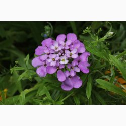 Blanding - JUNIOR Sommerfugleblomster