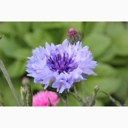 Blanding - JUNIOR Sommerfugleblomster