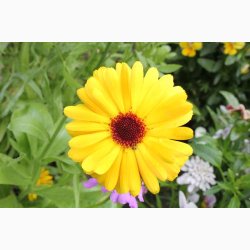 Blanding - JUNIOR Sommerfugleblomster