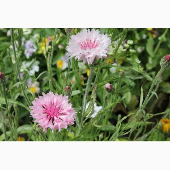 Blanding - JUNIOR Sommerfugleblomster