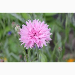 Blanding - JUNIOR Sommerfugleblomster