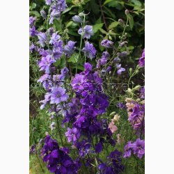 Fr. Consolida ajacis Blauw Boeket - Sommerridderspore (ca.200 fr)