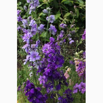 Fr. Consolida ajacis Blauw Boeket - Sommerridderspore (ca.200 fr)