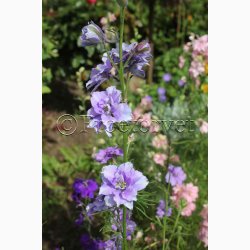 Fr. Consolida ajacis Blauw Boeket - Sommerridderspore (ca.200 fr)