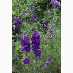 Fr. Consolida ajacis Blauw Boeket - Sommerridderspore (ca.200 fr)