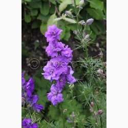 Fr. Consolida ajacis Blauw Boeket - Sommerridderspore (ca.200 fr)