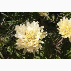 TAGETES SNOWDRIFT (min. 40 fr)