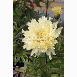 TAGETES SNOWDRIFT (min. 40 fr)