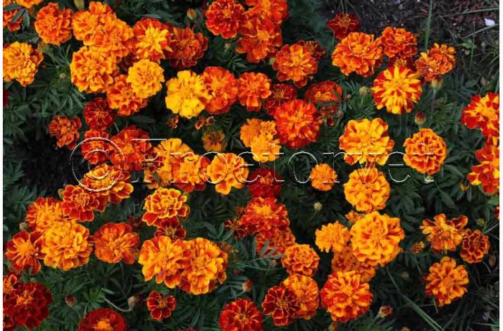 Tagetes SPERLI's Sparky Mischung - Fljlsblomst