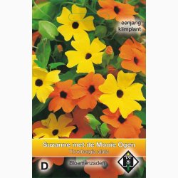 Thunbergia alata - Susanne med det sorte je (ca. 40 fr)