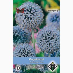 Echinops ritro - Tidselkugle (ca. 70 fr)