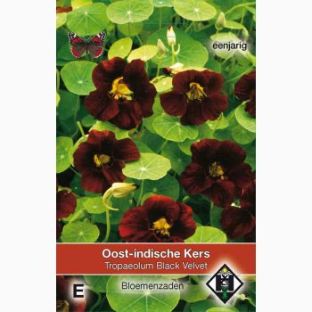 Tropaeolum Majus Nanum Black Velvet - Blomsterkarse (ca. 50 fr)