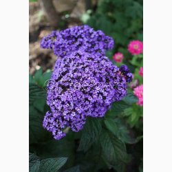 Fr, Heliotropium arborescens - Vanilieblomst (min. 60 fr)