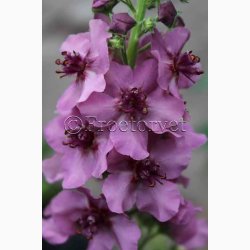 Blomsterfr Verbascum Southern Charm - Kongelys (10 Frpiller i plastikrr)
