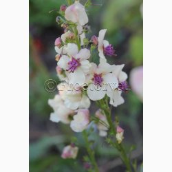 Blomsterfr Verbascum Southern Charm - Kongelys (10 Frpiller i plastikrr)