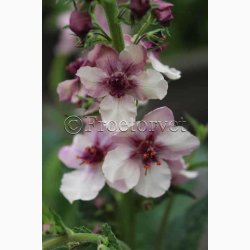 Blomsterfr Verbascum Southern Charm - Kongelys (10 Frpiller i plastikrr)
