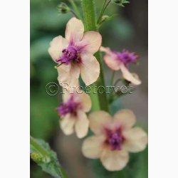 Blomsterfr Verbascum Southern Charm - Kongelys (10 Frpiller i plastikrr)