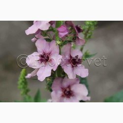 Blomsterfr Verbascum Southern Charm - Kongelys (10 Frpiller i plastikrr)