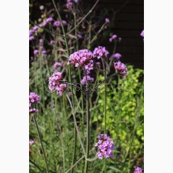 Blomsterfr Verbena bonariensis - Kmpejernurt (ca. 150 fr)