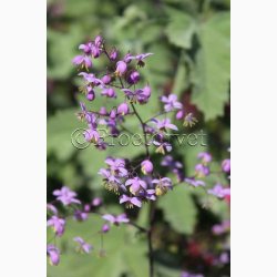 Blomsterfr Thalictrum Delavayi - Violfrstjerne (25 fr)