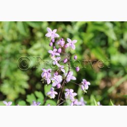 Blomsterfr Thalictrum Delavayi - Violfrstjerne (25 fr)