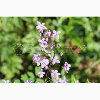 Blomsterfr Thalictrum Delavayi - Violfrstjerne (25 fr)