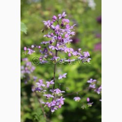Blomsterfr Thalictrum Delavayi - Violfrstjerne (25 fr)