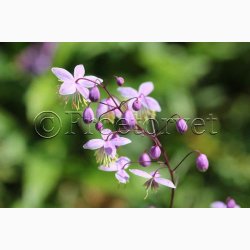 Blomsterfr Thalictrum Delavayi - Violfrstjerne (25 fr)