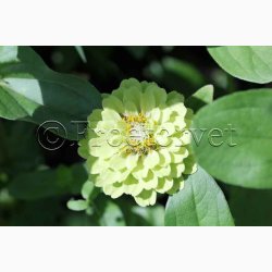 Blomsterfr Frkenhat, blan. Queeny Red and Lime (min. 10 fr)